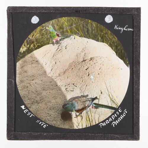 Lantern Slide - Nest Site, Paradise Parrot, 1920-1940