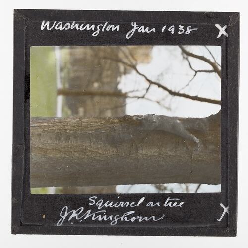 Lantern Slide - Squirrel on Tree, Washington, United States of America, Jan 1938