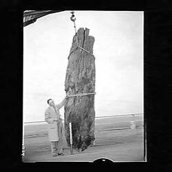 Negative - State Electricity Commission, Yallourn Open Cut, Fossilised Tree, Victoria, 1962