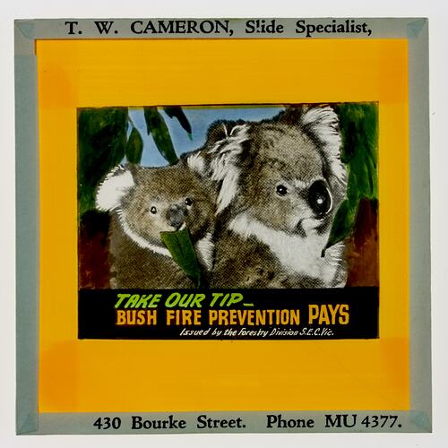 Glass Advertising Slide - 'Take Out Tip- Bush Fire Prevention Pays', Forestry Division, State Electricity Commission, Victoria, Australia, 1950-1960