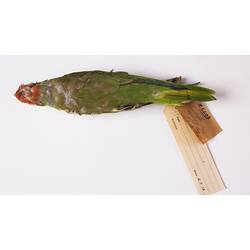 Dry bird skin specimen with labels.
