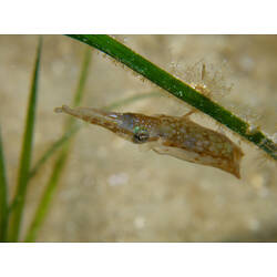 Southern Pygmy Squid under blade of seagrass.