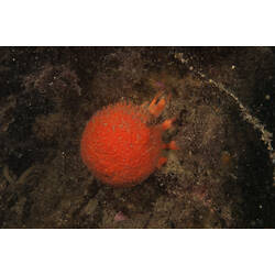 Bright orange-red spherical sponge on seabed.
