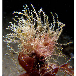 Detail of hydroid colony.