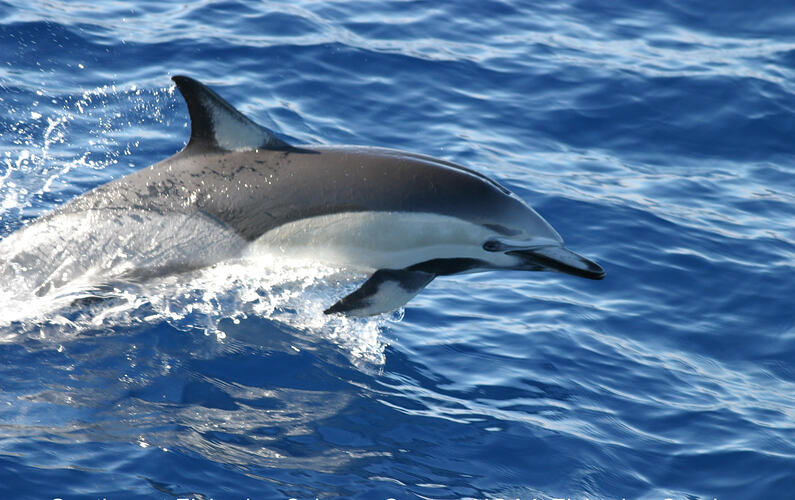 A Common Dolphin swimming at the surface.