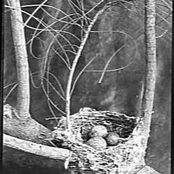Glass Negative - Nest of the White-Shouldered Caterpillar Catcher, by A.J. Campbell, Australia, circa 1895