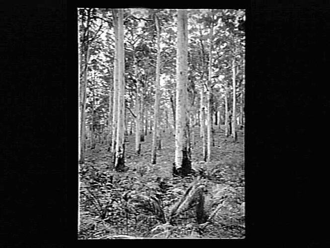 Eucalyptus forest.