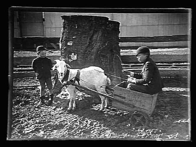 Glass Negative - Two Boys with Goat Cart, Australia, circa 1900