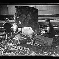 Glass Negative - Two Boys with Goat Cart, Australia, circa 1895