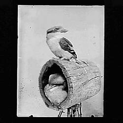 Glass Negative - Pair of Brown Kingfisher or Kookaburra, by A.J. Campbell, Victoria, circa 1895