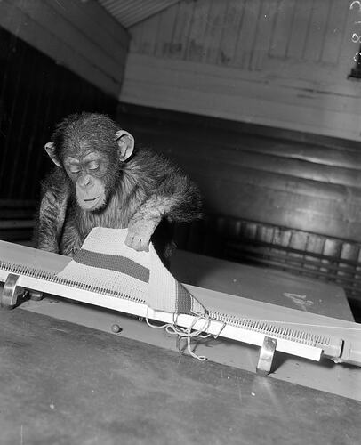 Monkey Using Knitting Machine, Melbourne, Victoria, 1953