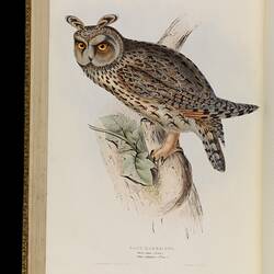 Brown and grey owl with orange eyes perched on a branch.