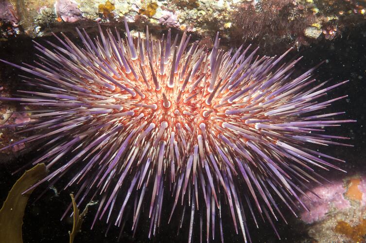 <em>Heliocidaris erythrogramma</em>, Sea Urchin. Fossil Beach, Port Phillip, Victoria.