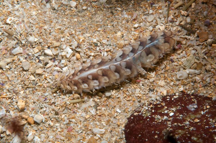 <em>Lepidonotus melanogrammus</em>, Dark-marked Scale Worm. Bunurong Marine National Park, Victoria.