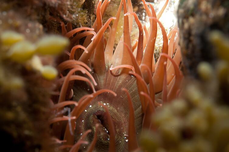 Class Anthozoa, anemone. Bunurong Marine National Park, Victoria.
