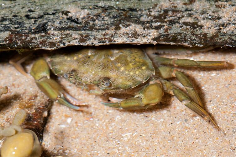 <em>Carcinus maenas</em>, European Shore Crab. Bunurong Marine National Park, Victoria.