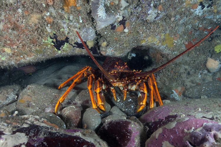 <em>Jasus edwardsii</em>, Southern Rock Lobster. Bunurong Marine National Park, Victoria.