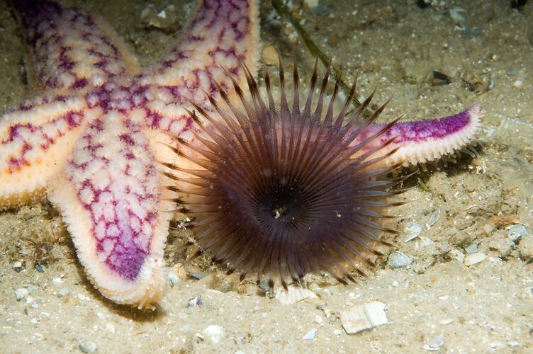 Purple-yellow sea star beside a dark fan worm.
