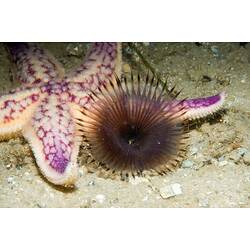 Purple-yellow sea star beside a dark fan worm.