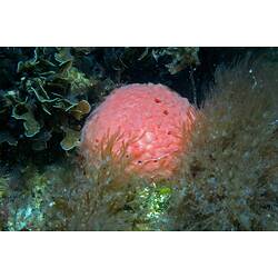Spherical pink sponge anong seaweed on seabed.