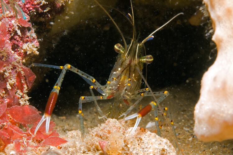 Shrimp with red-banded arms facing camera.