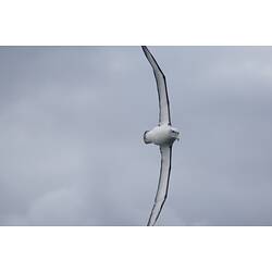 White seabird with dark wing edges in flight.