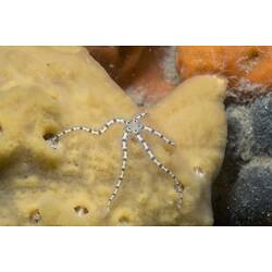 Class Ophiuroidea, brittle star. Wilsons Promontory National Park, Victoria.