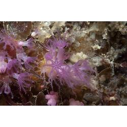 Class Anthozoa, soft coral. Wilsons Promontory National Park, Victoria.