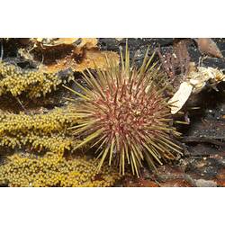 Pale urchin with yellow spines.