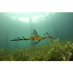 <em>Phyllopteryx taeniolatus</em>, Common Seadragon. Western Port, Victoria.