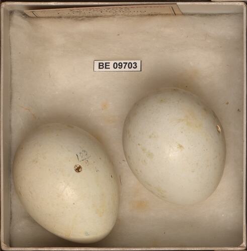 Two bird eggs with specimen labels in box.