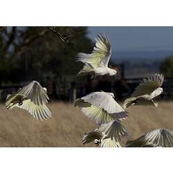 A group of Sulphur-crested Cockatoos, flying over a dry field.