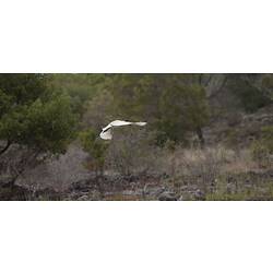 White Ibis in flight.