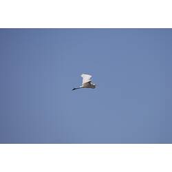<em>Ardea alba</em>, Great Egret. Budj Bim Cultural Heritage Landscape, Victoria.