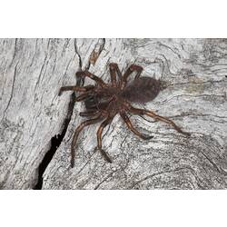 Order Araneae, spider. Grampians National Park, Victoria.