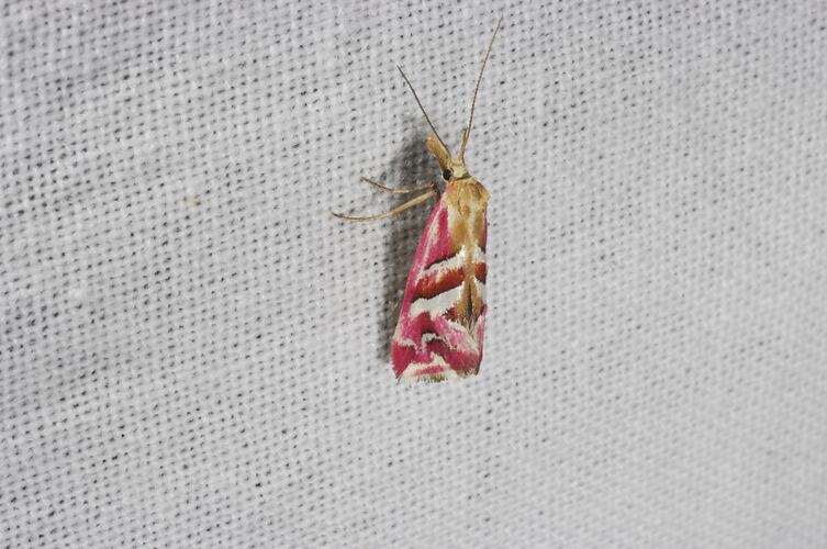 <em>Heliocosma rhodopnoana</em>, moth. Grampians National Park, Victoria.