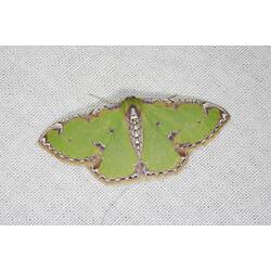 <em>Eucyclodes buprestaria</em>, Geometrid moth. Grampians National Park, Victoria.