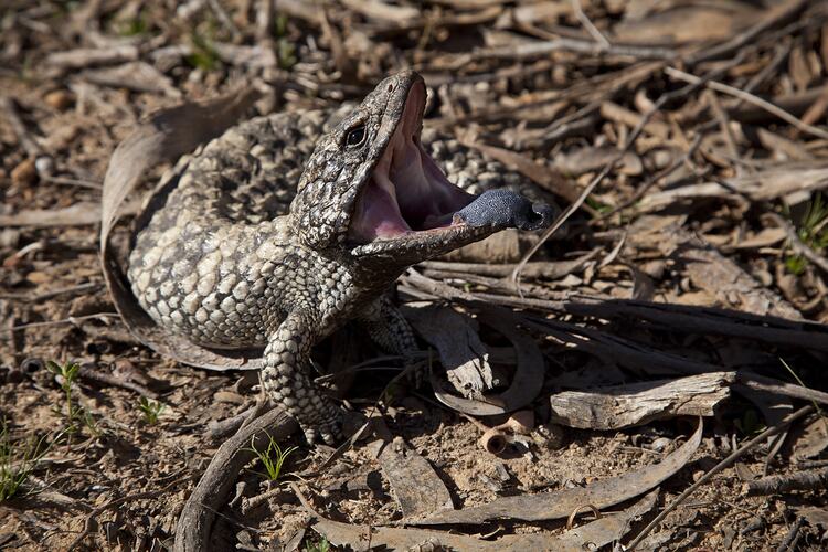 A Shingle-back Lizard, mouth open and tongue out, on leaf litter.