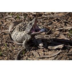 A Shingle-back Lizard, mouth open and tongue out, on leaf litter.