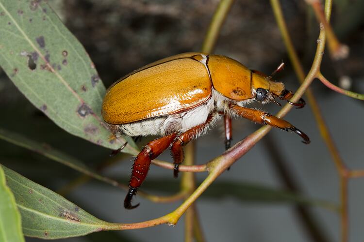 A Christmas Beetle on a leafy twig.