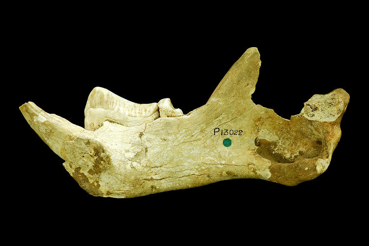 Fossil marsupial jaw with large teeth.