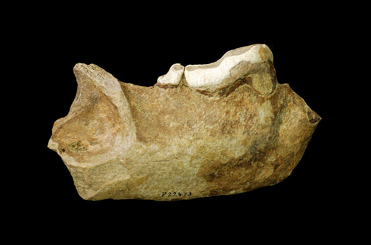 Fossil jaw fragment with large bladed tooth.