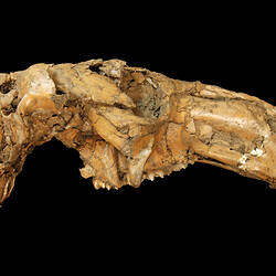 Extinct kangaroo skull.