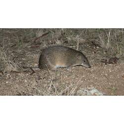 Side view of bandicoot in tall grass.