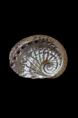<em>Haliotis scalaris emmae</em>, Staircase Abalone, shell.  Registration no. F 178976.