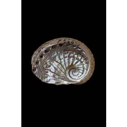 <em>Haliotis scalaris emmae</em>, Staircase Abalone, shell.  Registration no. F 178976.