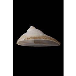 <em>Sigapatella calyptraeformis</em>, Shelf Limpet, shell.  Registration no. F 180033.