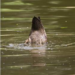 A Pacific Black Duck Dabbling for food