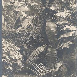 Photograph - Kodak Australasia Pty Ltd, Back Garden with Arbour, Kodak Branch, Townsville, QLD, 1930s