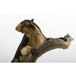 <em>Ratufa macroura</em>, Sri Lankan Giant Squirrel, mounted specimen. Registration no. C 30131.